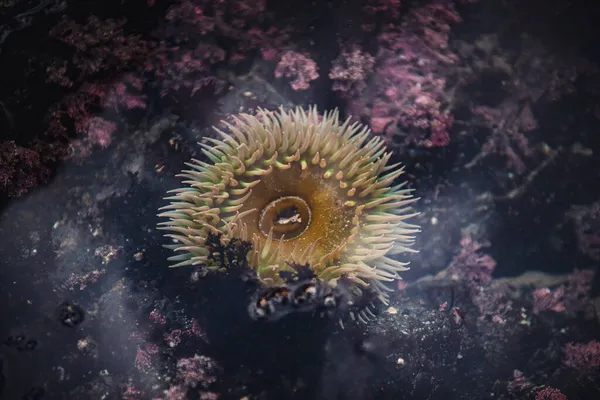 Nahaufnahme Von Einer Seeanemone — Stockfoto