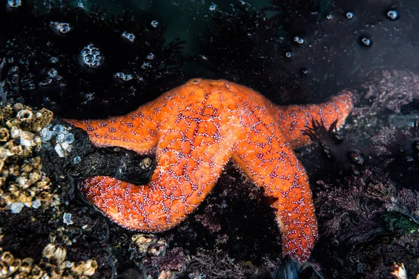 Cerca Una Estrella Mar Roja —  Fotos de Stock