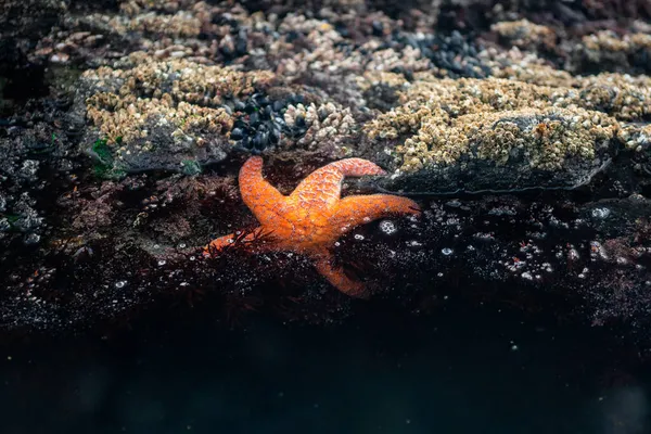 Czerwona Rozgwiazda Basenie Przypływowym Wybrzeżu Oregonu — Zdjęcie stockowe