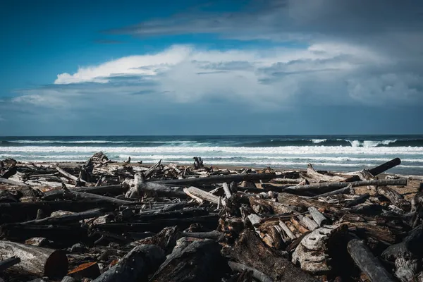 Troncos Orilla Playa Umpqua — Foto de Stock