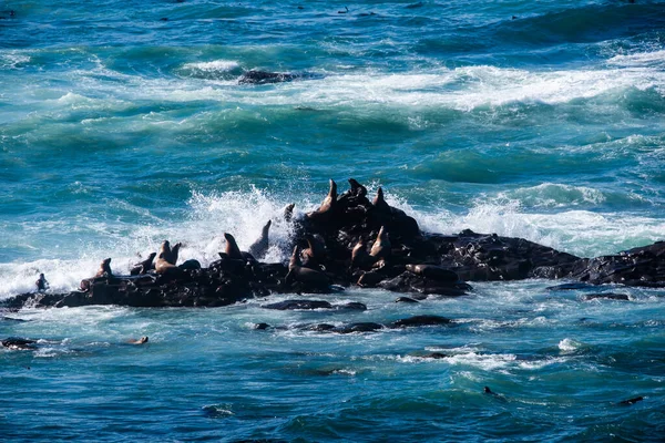 Oregon Sahilinde Cape Arago Yakınlarında Deniz Aslanları — Stok fotoğraf