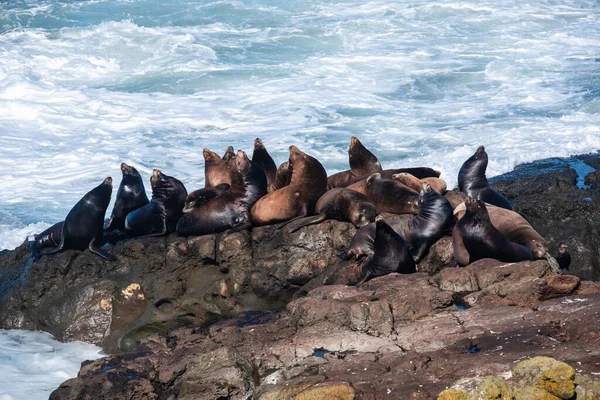 Grupo Leões Marinhos Tomando Banho Sol — Fotografia de Stock
