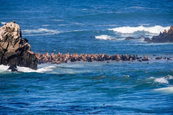 Seelöwen Auf Sandbänken Auf Shell Insel — Stockfoto