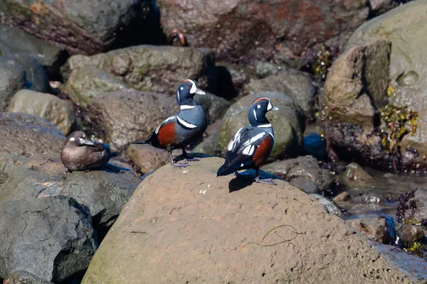 Egy Pár Harlequin Kacsa Vagy Histrionicus Histrionicus — Stock Fotó