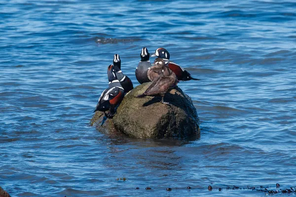Group Harelquin Duck Rock — Stock Photo, Image