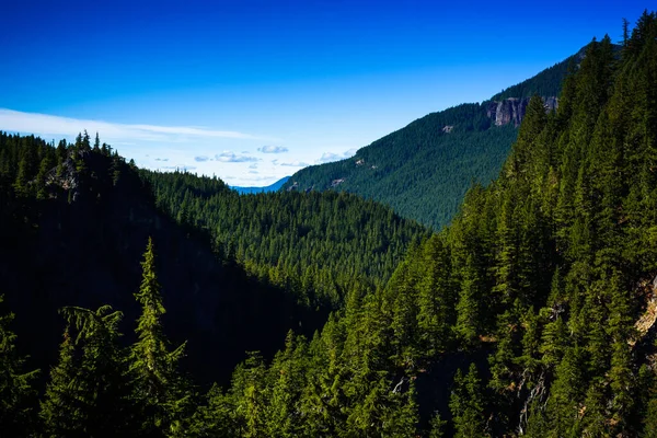 Bosque Pino Oregon — Foto de Stock