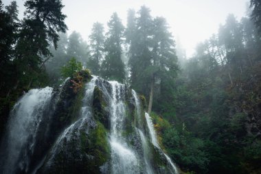 Falls Creek 'in sisinde ağaçlar düşüyor.