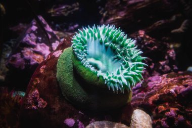 Dev Yeşil Anemone veya Anthopleura xanthogrammica