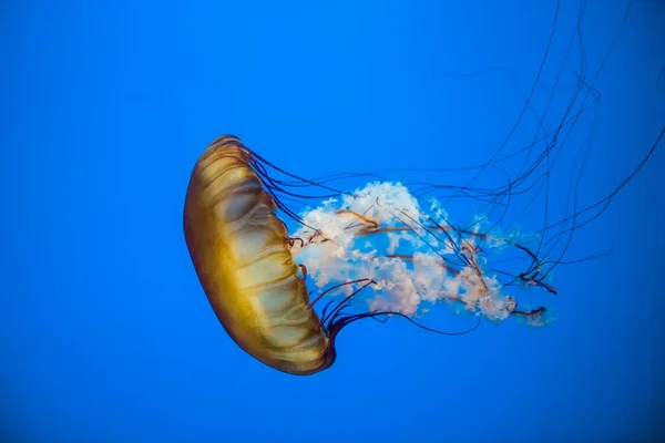 Detalles Una Medusa Ortiga Mar Pacífica —  Fotos de Stock