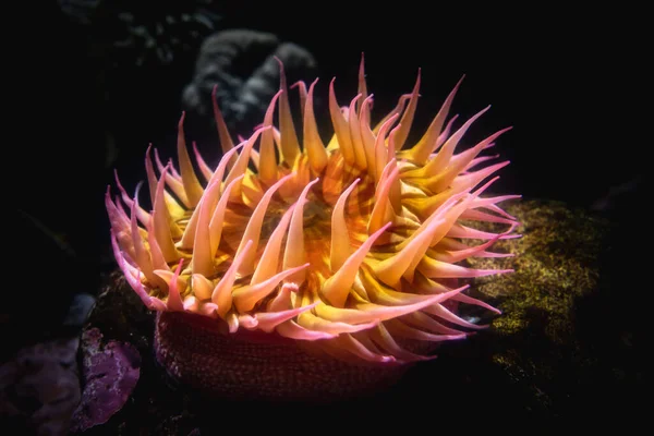 Anemone Mare Arancione Giallo — Foto Stock