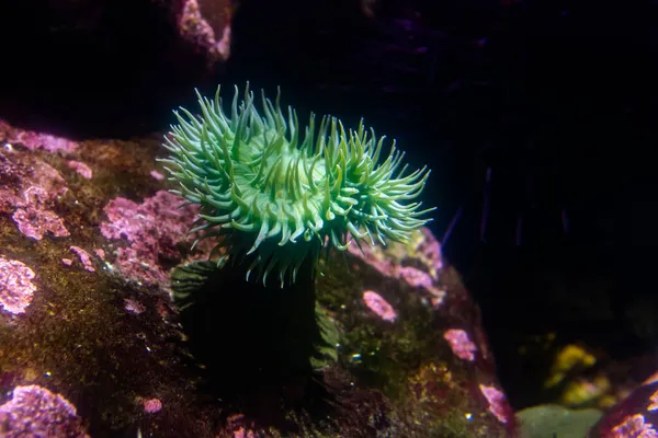 Grüne Brandungsanemone Oder Riesige Grüne Seeanemone — Stockfoto