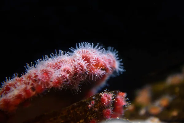 Corynactis Californica Oder Erdbeeranemone — Stockfoto