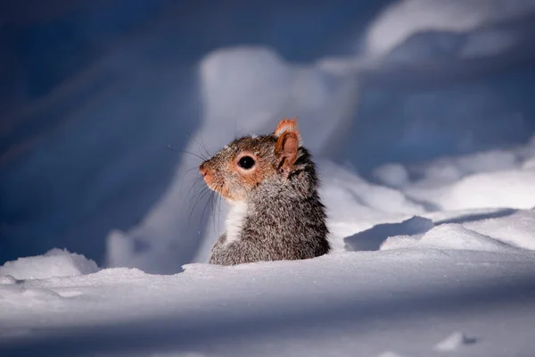 雪の中の灰色のリスの頭 — ストック写真