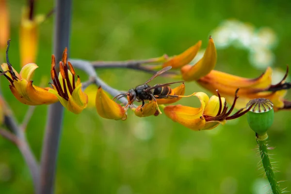 Asian Hornet Yellow Flower — Stock Photo, Image
