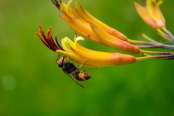 Asian Hornet Feeding Flower — Stock Photo, Image