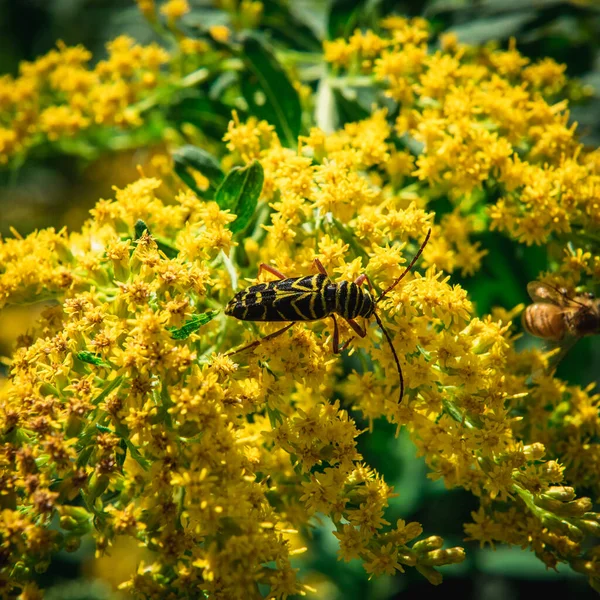 Megacyllene Robiniae Locust Borer Yellow Flowers — Stock Photo, Image