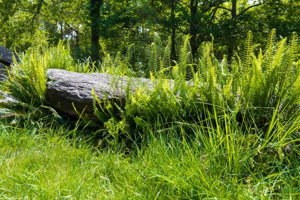 Fallen menhir covered with fern in Monteneuf forest