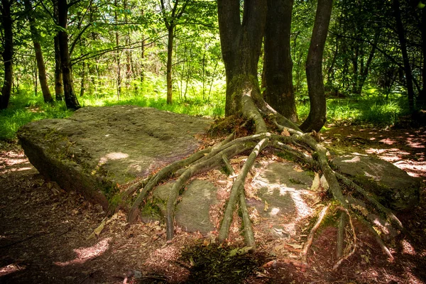 Long Time Fallen Menhir Coverred Tree Roots Forest — Photo