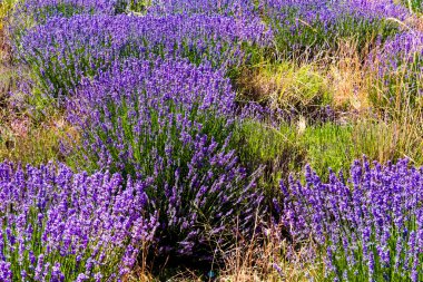 Yabani otların ortasında lavanta çalıları