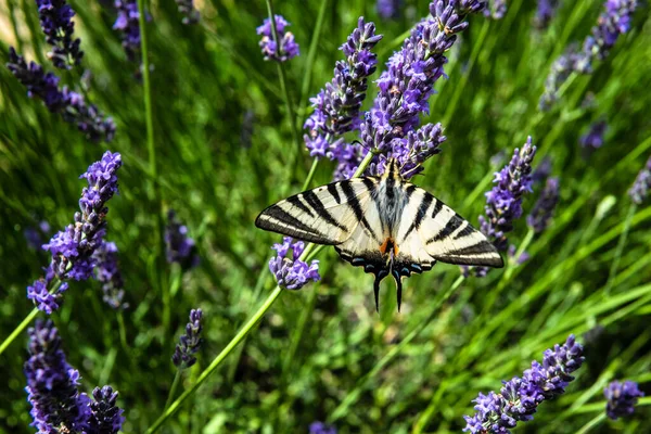 Close Scarce Swallowtail Iphiclides Podalirius Lavender Flower — Stock Photo, Image