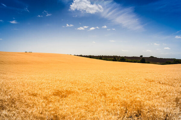 Field of wheat on the Valensole plateau