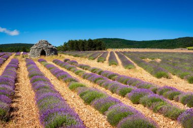 Lavanta tarlalarında sıkıcılar