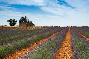 Valensole platosunda lavanta ve terk edilmiş shetler sıraları