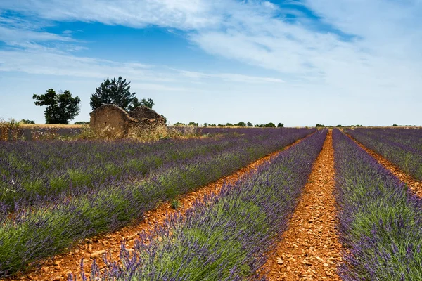 Rows Lavender Abandonned Shetler Valensole Plateau — Stock Photo, Image