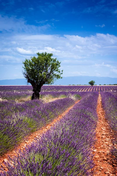 Rows Lavender Almond Tree Valensole Plateau — Stock Photo, Image