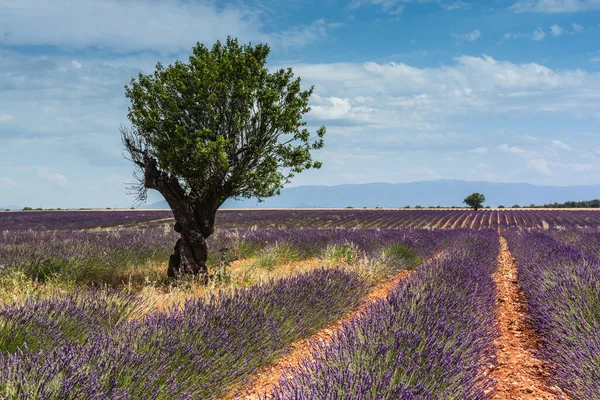 Almond Tree Middle Lavender Field — Stock Photo, Image