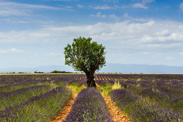 Almond Tree Rows Lavender Bushes — Stock Photo, Image