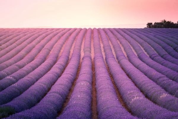 Sunset Lavender Rows Valensole Plateau — Stock Photo, Image