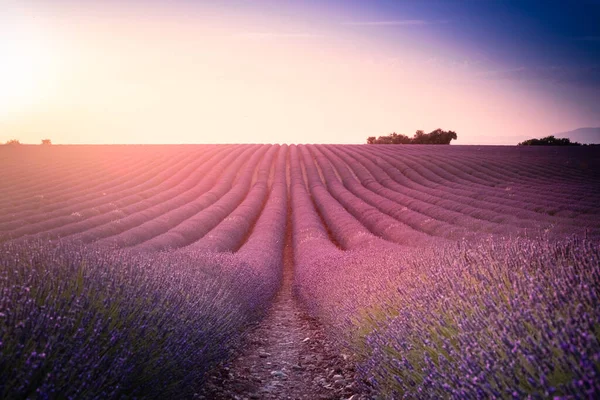 Typical Sunset Valensole Plateau Lavender Field — Stock Photo, Image