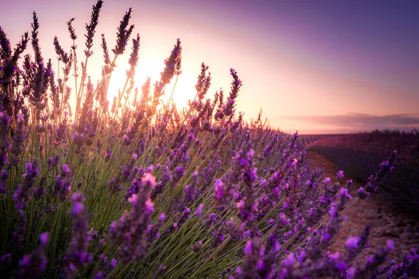 日没後にラベンダーの花を閉じます — ストック写真