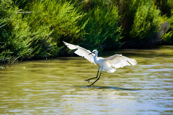 Nagy Fehér Egret Landolás Pont Grau Madárparkban — Stock Fotó