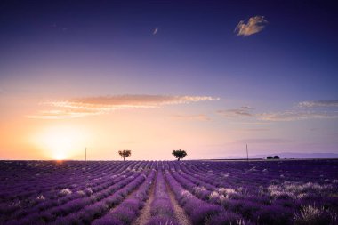 Gün batımında Valensole platosunda lavanta tarlaları ve ağaçlar