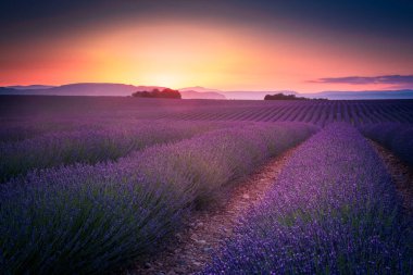 Valensole platosundaki lavanta tarlasında turuncu gün batımı