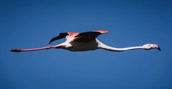 Side view of a pink flamingo flying