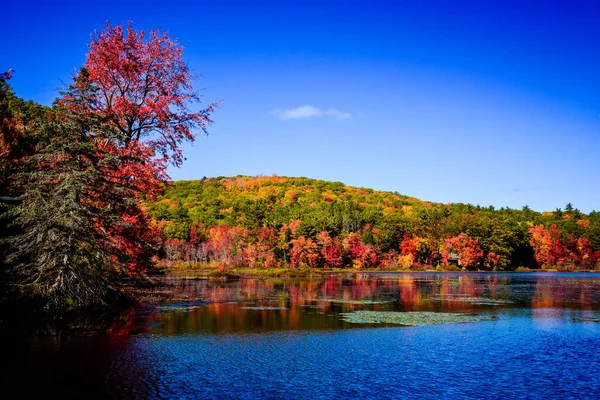 New Hampshire göleti üzerinde sonbahar yeşili renkleri