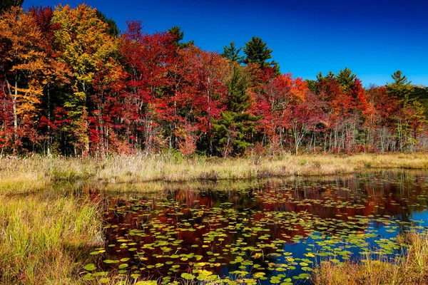 ニューハンプシャー州の沼の上の秋の色 — ストック写真