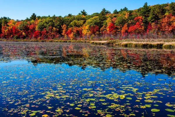 Water Lillys Fall Foliage Colors — Stock Photo, Image