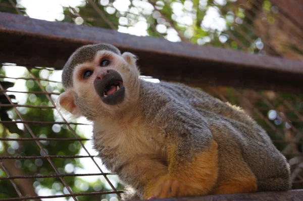 Um macaco-esquilo — Fotografia de Stock