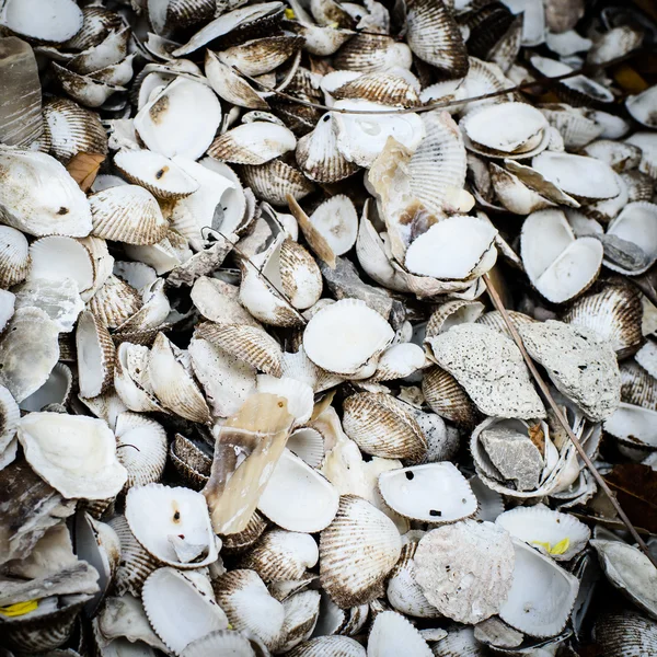 Old shell and dirty background — Stock Photo, Image