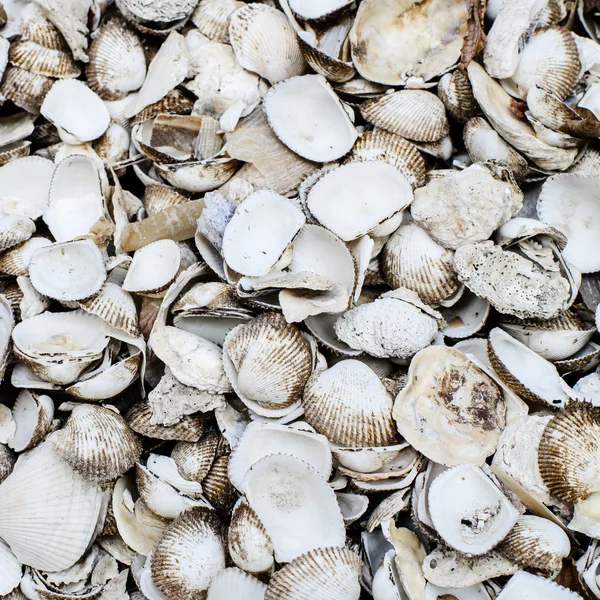 Old shell and dirty background — Stock Photo, Image