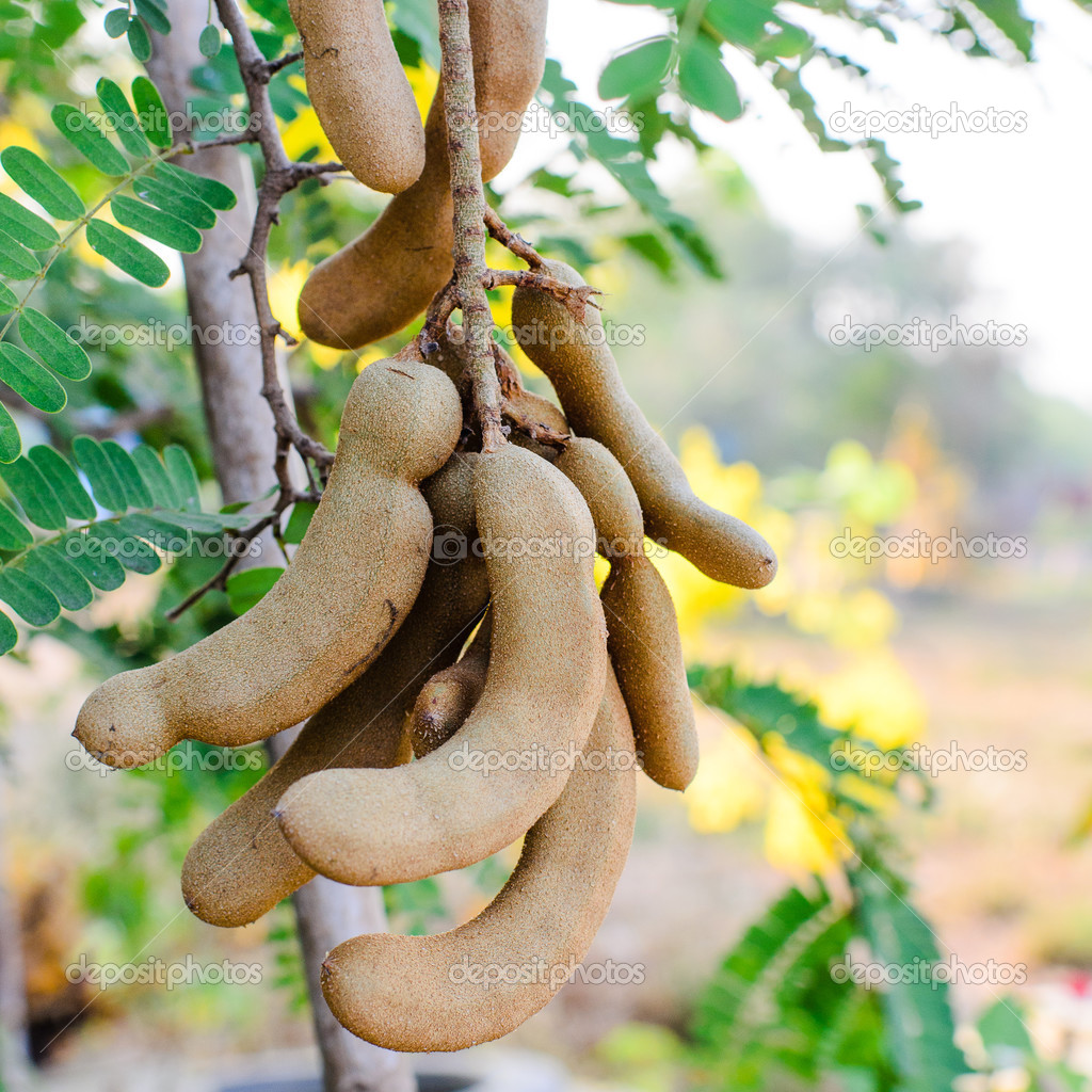 Tamarind Tree Stock Photo Image By C Jayjaynaenae
