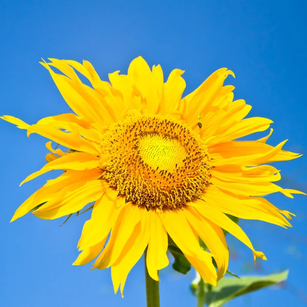 Ayçiçeği güneşli gün — Stok fotoğraf