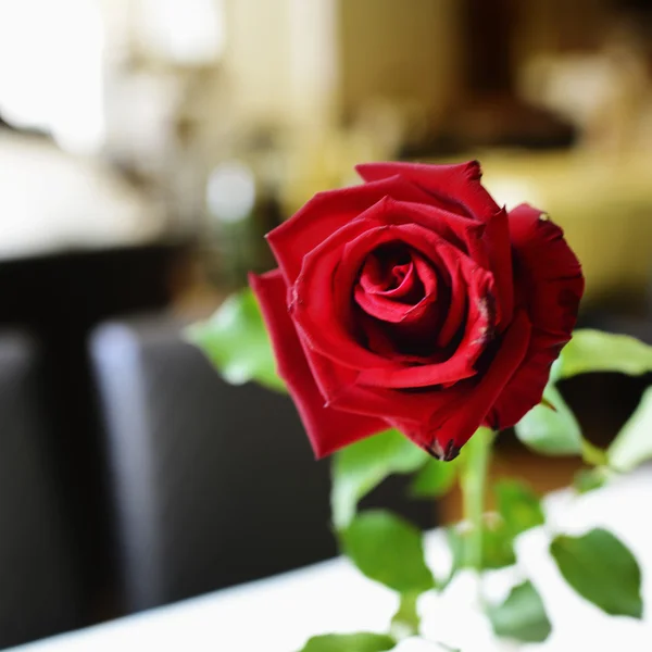 Rosa roja en la mesa — Foto de Stock