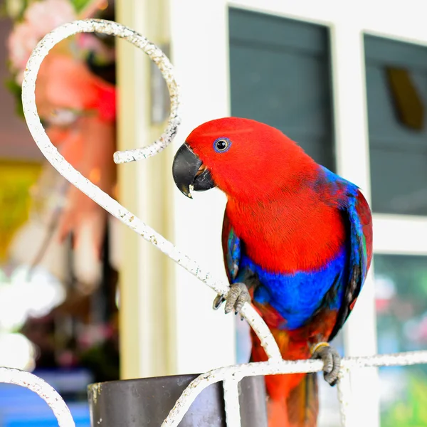 Colorful Red-and-green Macaw — Stock Photo, Image