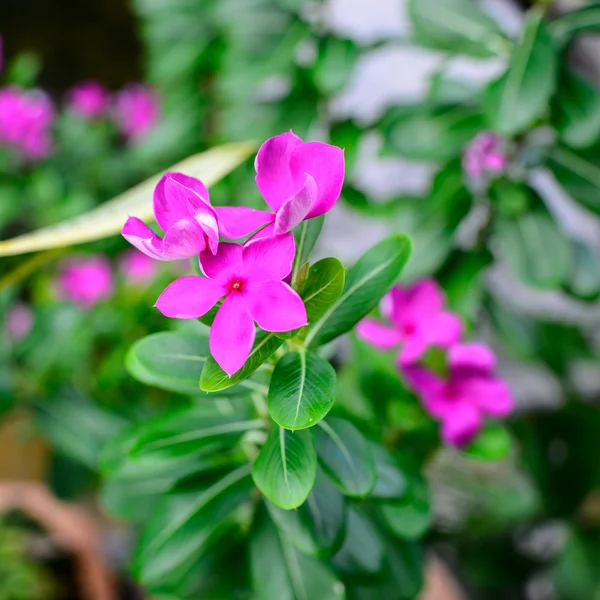 Close up uitzicht op de bloem in de tuin. — Stockfoto