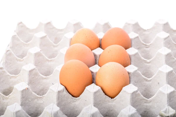 Chicken brown egg closeup view background — Stock Photo, Image